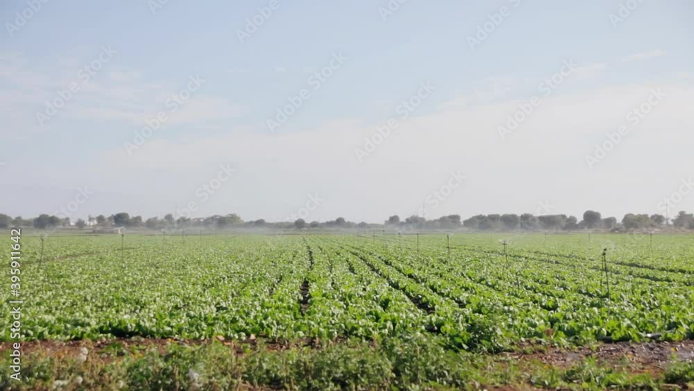 An irrigation system spraying water all over the growing plants in a field. Long shot.
An irrigation system spraying water all over the growing plants in a field. Long shot.