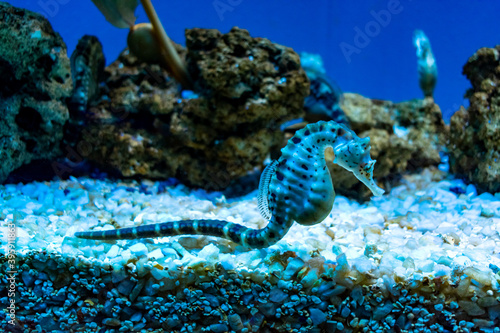 Italy, Liguria, Genova - 4 July 2020 - A gorgeous pot-bellied seahorse at the Genoa aquarium