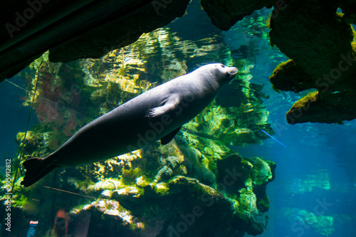 Italy, Liguria, Genova - 4 July 2020 - A nice seal swims in the aquarium