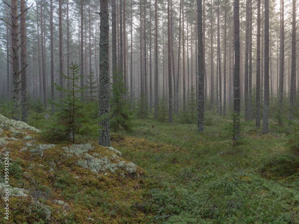 Fototapeta premium Pine and spruce tree in a foggy forest before the sunrise