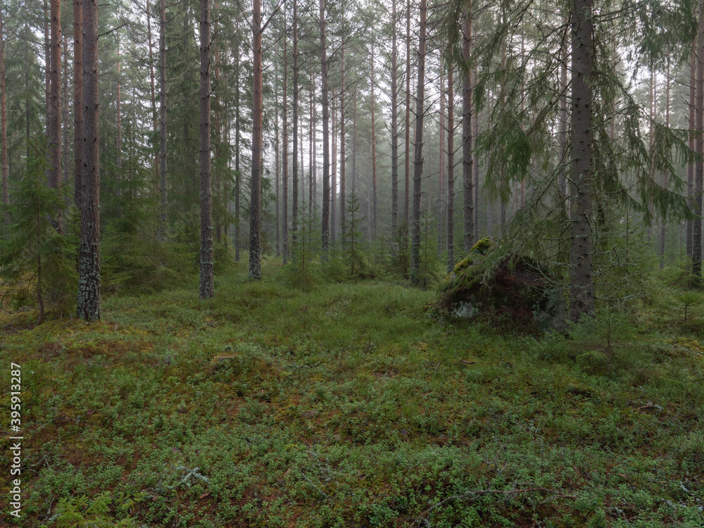Pine and spruce tree in a foggy forest before the sunrise Pine and spruce tree in a foggy forest before the sunrise