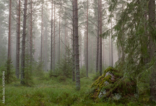 Pine and spruce tree in a foggy forest before the sunrise