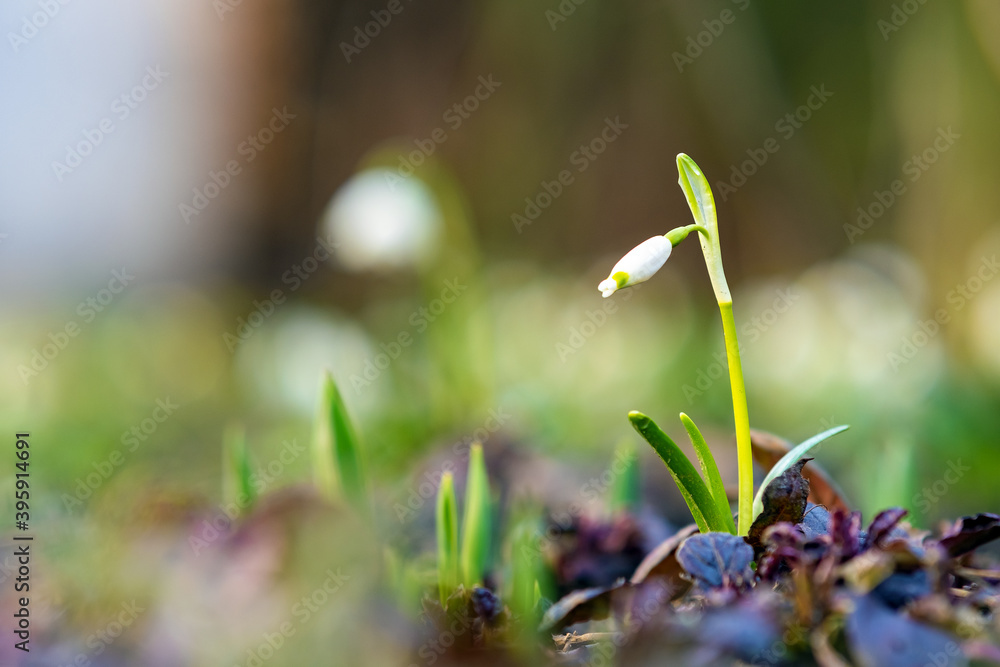 Close up view of small snowdrops flower growing among dry leaves in forest. First spring plants in woods. Close up view of small snowdrops flower growing among dry leaves in forest. First spring plants in woods.