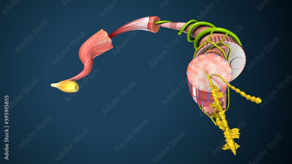 Obraz premium 3d illustration of human skeleton muscle tissue anatomy