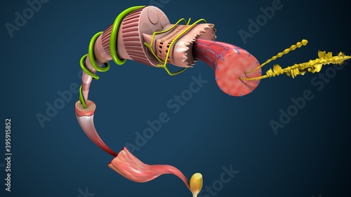 3d illustration of human skeleton muscle tissue anatomy photo