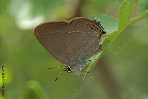 Great Love butterfly / Satyrium ilicis