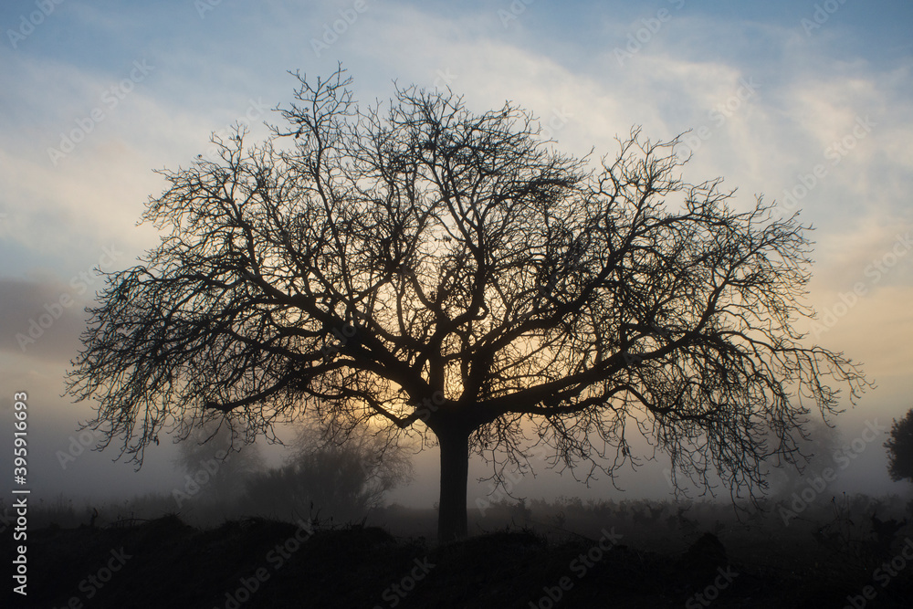 Paisaje rural con árbol al amanecer con niebla en otoño