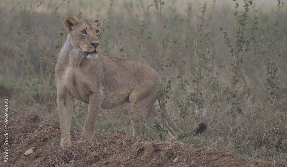 lioness looking alert on the hunt for prey in the wild nairobi national park, kenya. lioness looking alert on the hunt for prey in the wild nairobi national park, kenya.