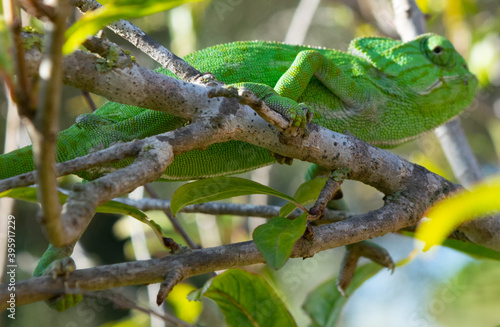 Close up of great green common chemeleon of south Spain, one of the only places to find Chameleons in Europe photo