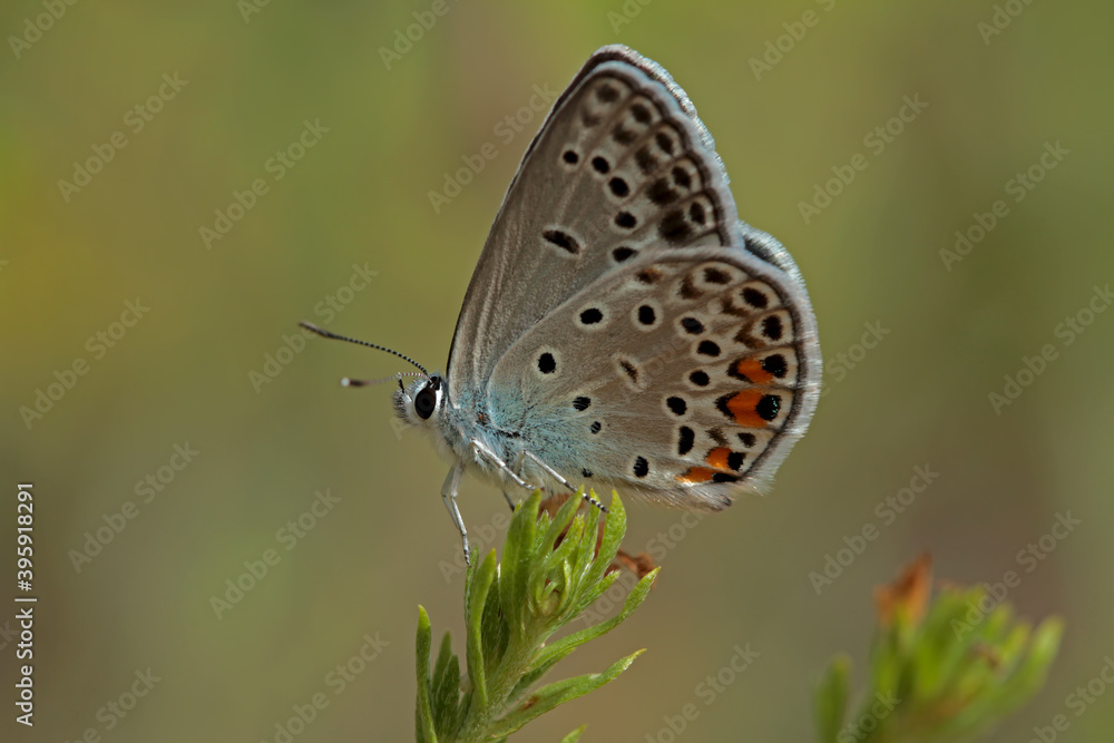 Multi-eyed Silver Blue butterfly / Polyommatus loewii Multi-eyed Silver Blue butterfly / Polyommatus loewii