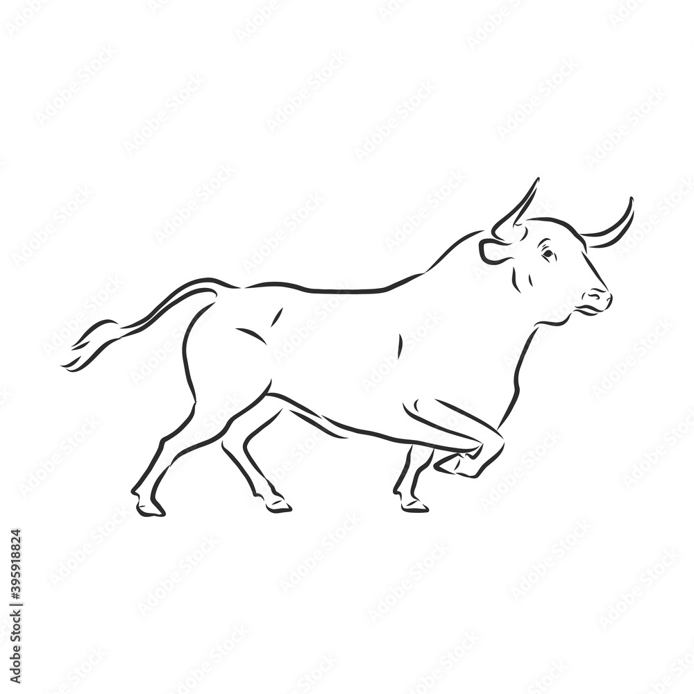 black and white linear paint draw bull vector illustration. bull vector sketch illustration