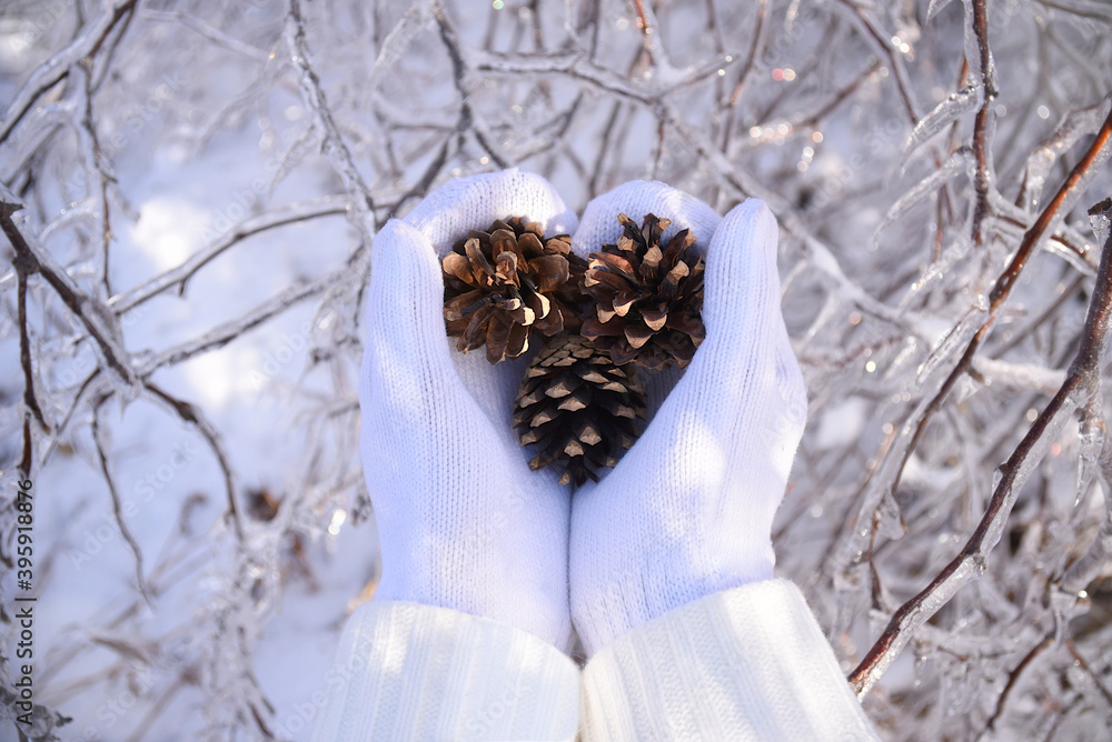 Hands in white mittens holding
fir tree cones next to frozen branches of trees covered with ice. Russia, winter forest Hands in white mittens holding
fir tree cones next to frozen branches of trees covered with ice. Russia, winter forest