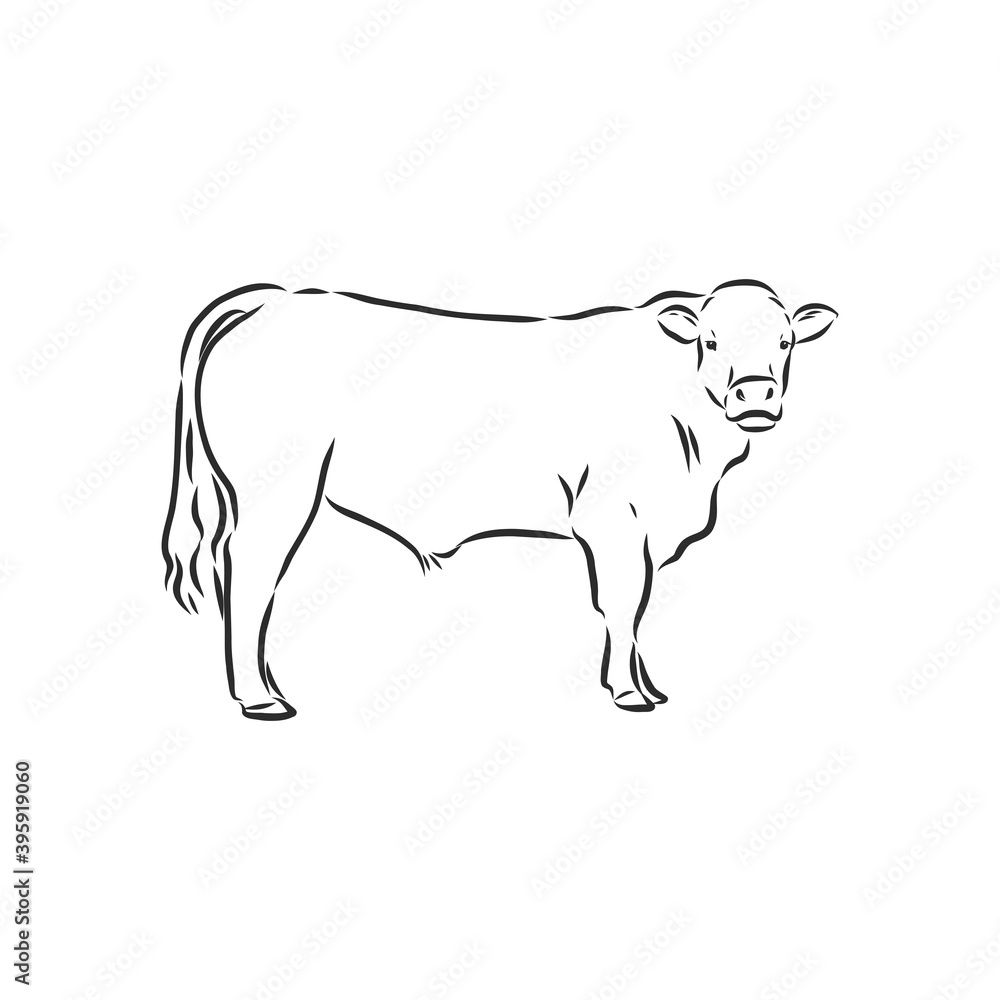 black and white linear paint draw bull vector illustration. bull vector sketch illustration black and white linear paint draw bull vector illustration. bull vector sketch illustration