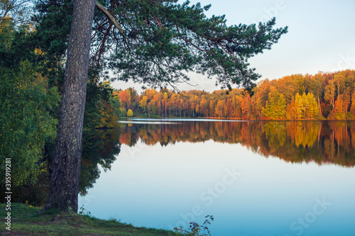 Forest lake during golden autumn