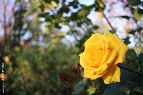 黄色のバラ