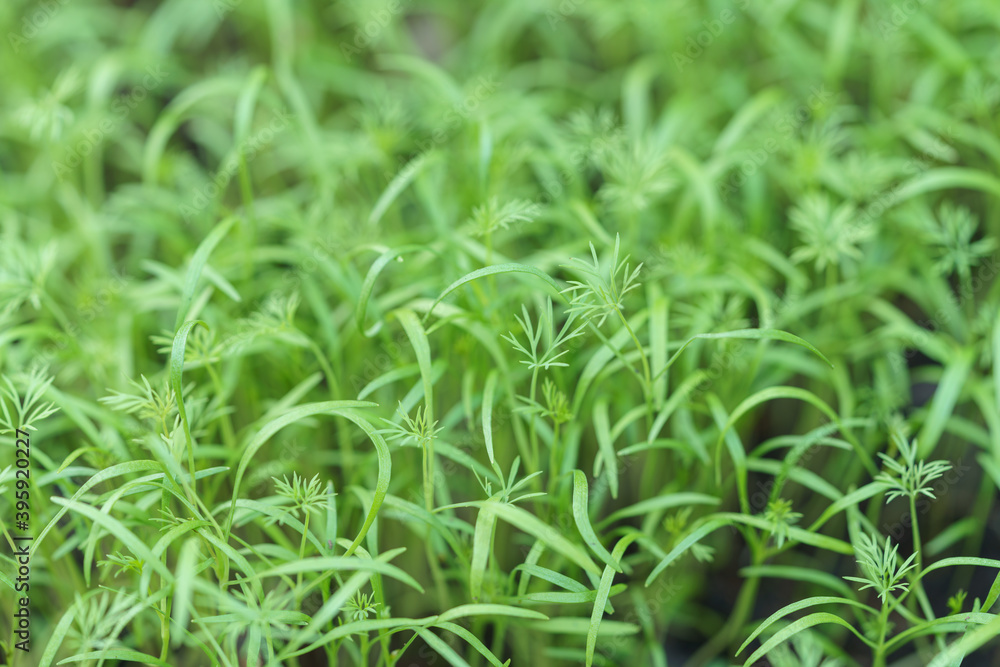 Macro photo of Chinese Coriander and dill sprouts Macro photo of Chinese Coriander and dill sprouts