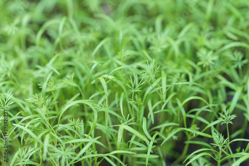 Macro photo of Chinese Coriander and dill sprouts