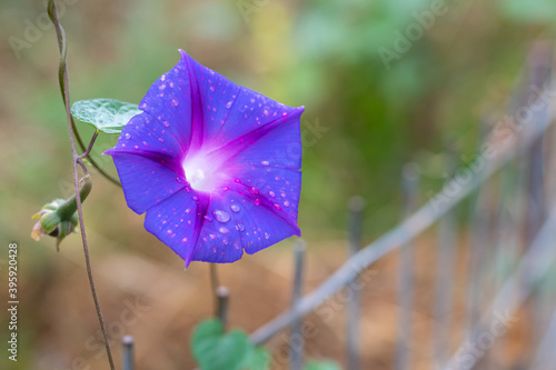 Ipomoea purpurea (Purple morning glory) flower, with water drops after rain photo