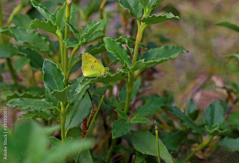 Yellow Glory butterfly / Colias crocea Yellow Glory butterfly / Colias crocea