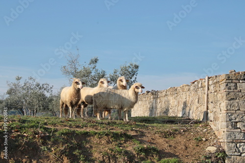 vecchio cimitero di campagna nel chianti trasformato in ricovero per pecore e capre © cristina