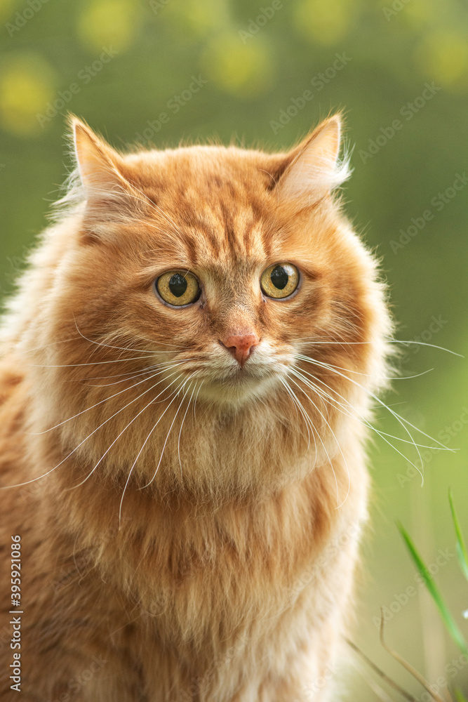 portrait red fur cat in green summer grass with sun glare in background