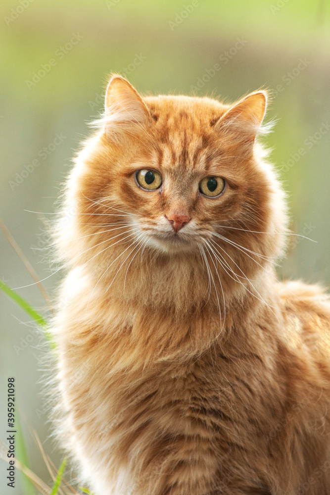portrait red fur cat in green summer grass near river with sun glare in background