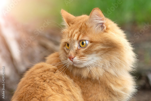 portrait red fur cat in green summer grass with sun glare in background