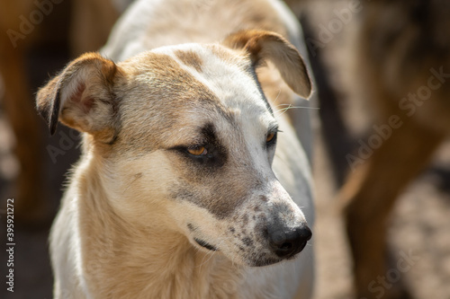 closeup portrait sad homeless abandoned brown dog outdoor © Валерий Моисеев