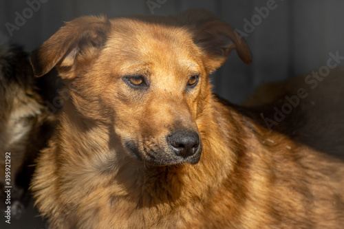 closeup portrait sad homeless abandoned brown dog outdoor