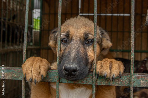 closeup portrait sad dog puppy locked in the metal cage. homeless dog concept