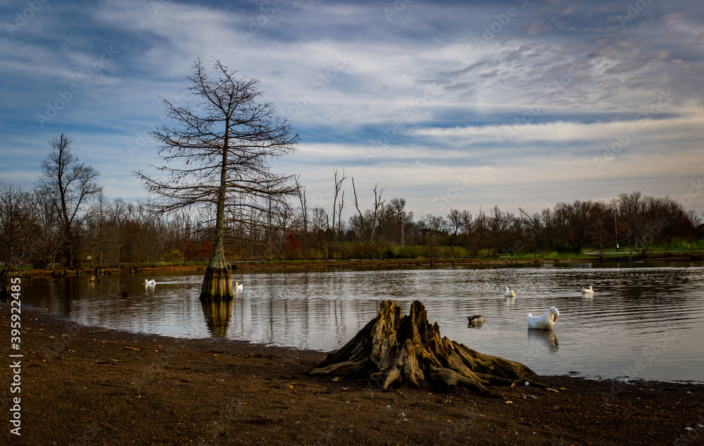 Dry trees around and inside Jacobson Park lake in Lexington, Kentucky with ducks swimming around them