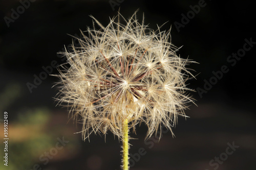 Dandelion seeds in nature. Nature background.