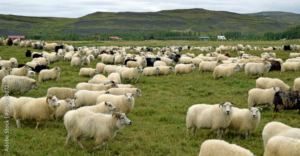 Obraz premium Icelandic sheep 