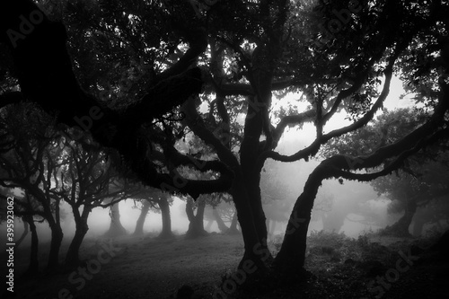 Black and white image of misty laurisilva forest area Vereda do Fanal on Madeira island with Til ancient trees