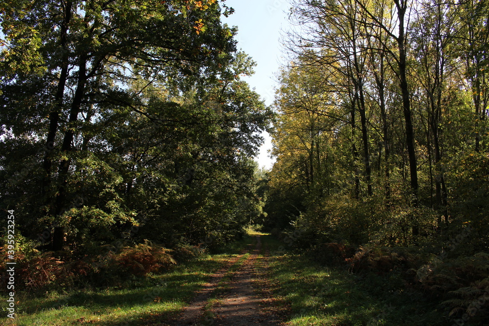 Obraz premium autumn moments of Germany Europe