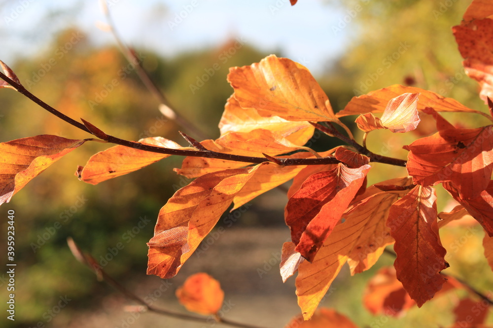 Obraz premium autumn moments of Germany Europe