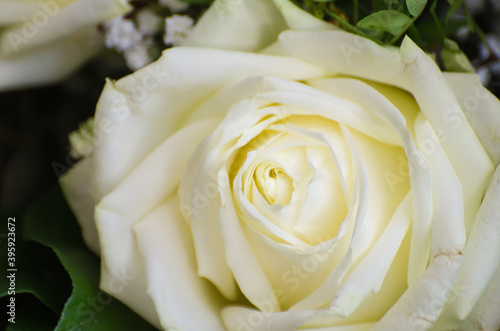 weißer Rosenstrauß