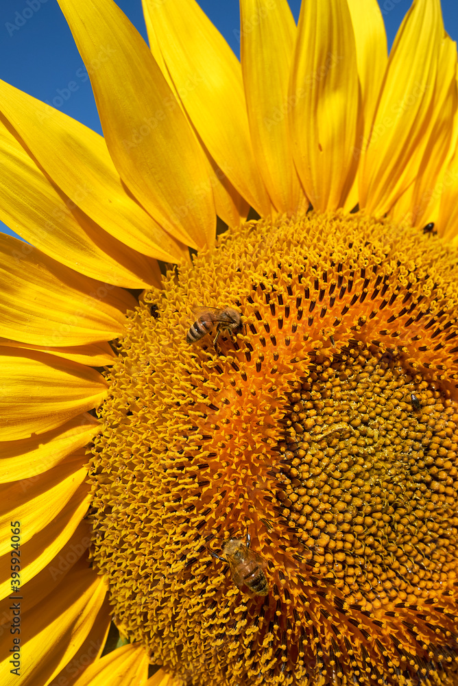 Naklejka premium Helianthus annuus