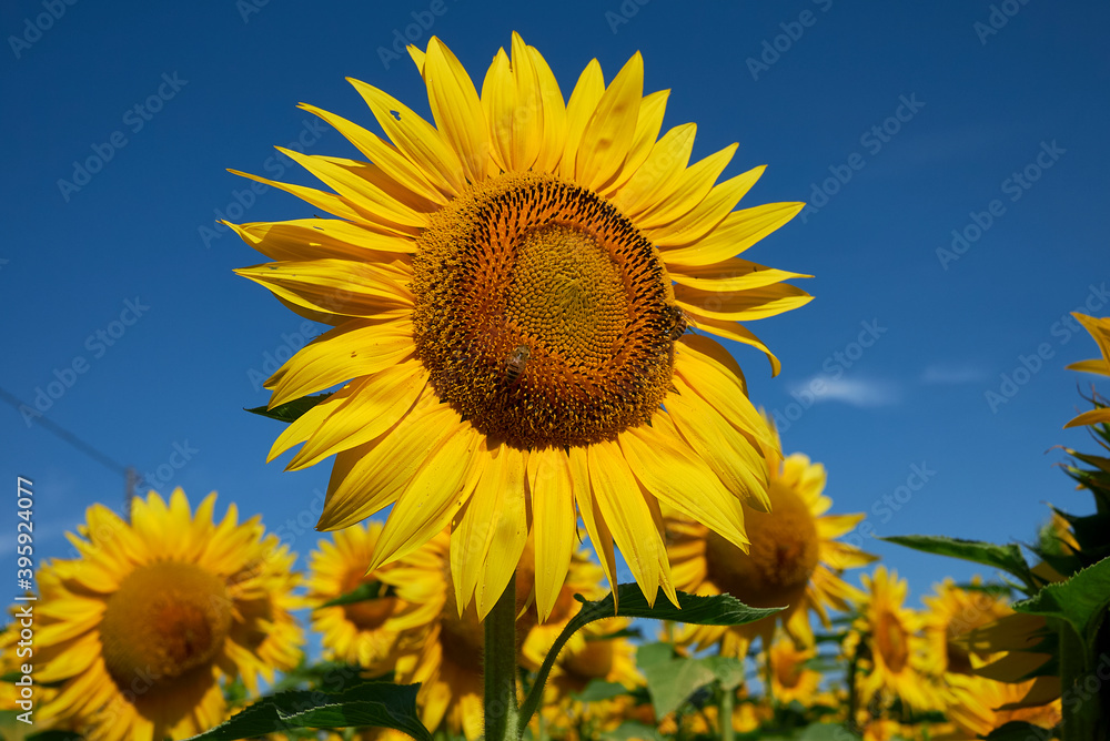 Fototapeta premium Helianthus annuus