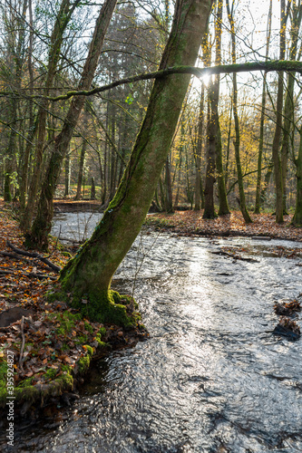 Wald in Odenthal | Bäume am Bach im Herbst photo