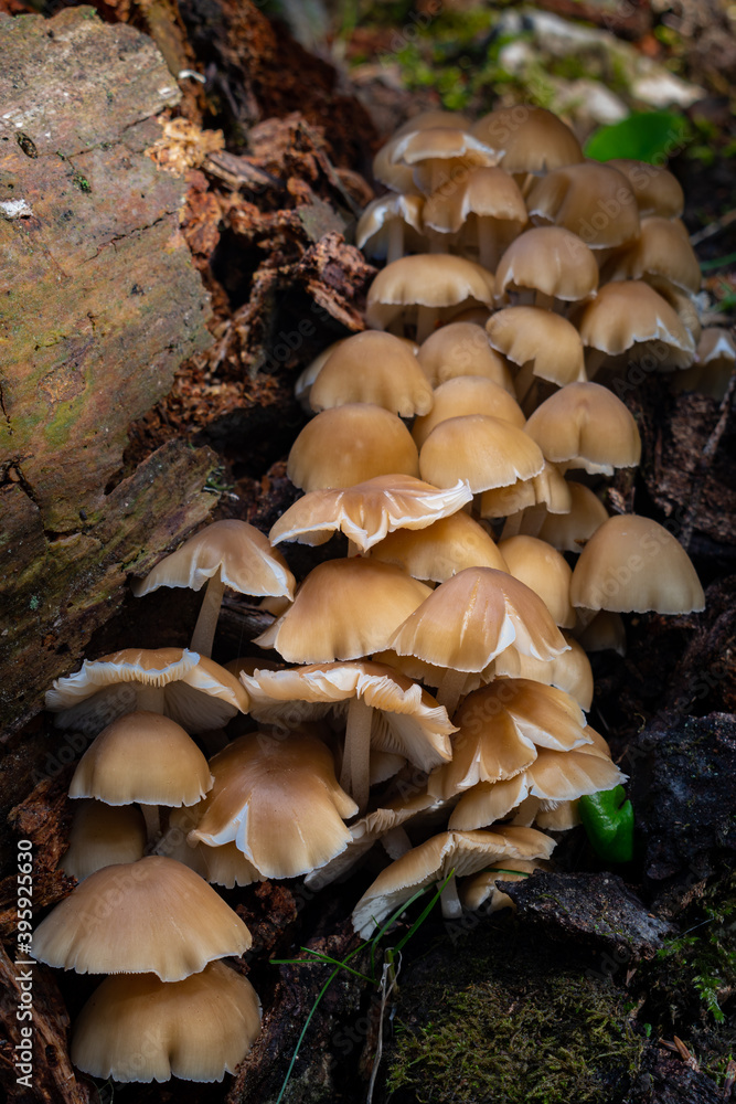 Wild mushrooms at Parnitha mountain, Greece Wild mushrooms at Parnitha mountain, Greece