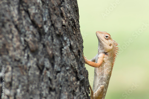 Oriental garden lizard on a tree