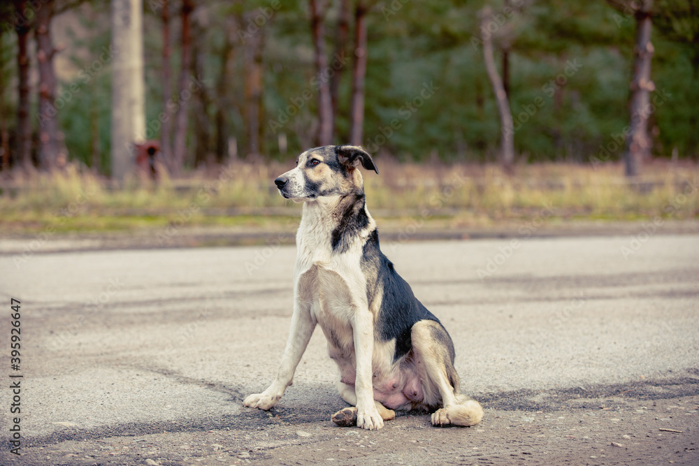 homeless nursing mother dog sitting on the road in abandoned Pripyat city in Chernobyl Exclusion Zone, Ukraine homeless nursing mother dog sitting on the road in abandoned Pripyat city in Chernobyl Exclusion Zone, Ukraine