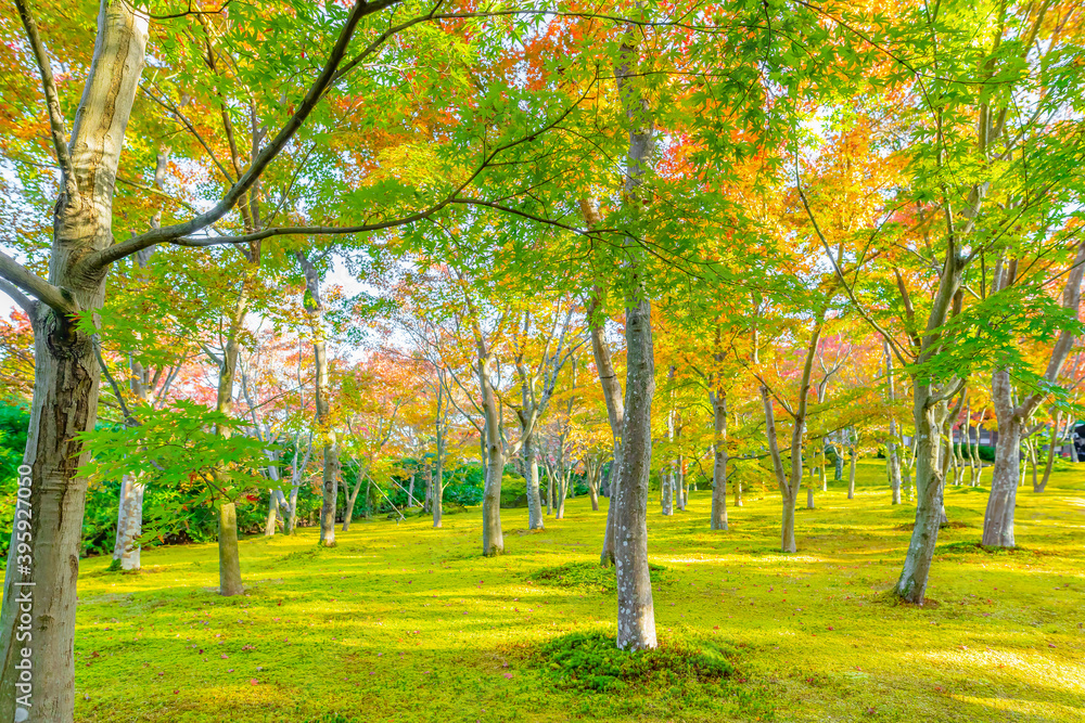 Naklejka premium 箱根美術館の紅葉