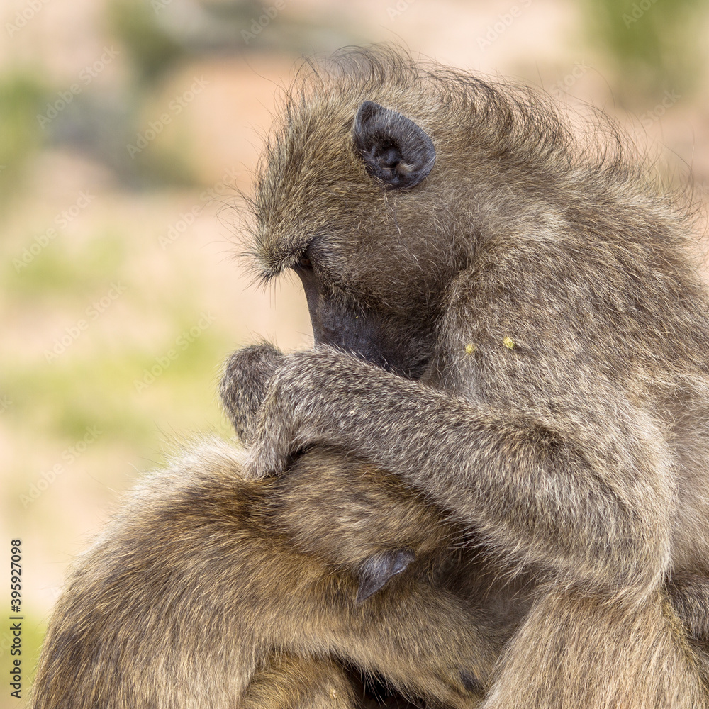 Obraz premium Chacma baboons grooming