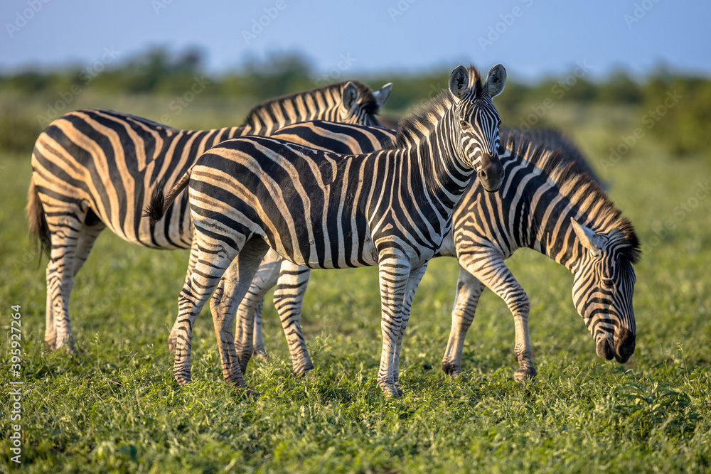 Fototapeta premium Three Common Zebras grazing on savanna
