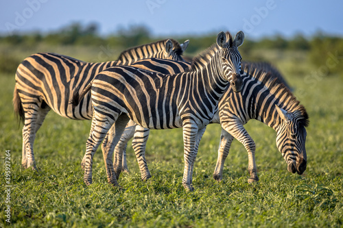 Three Common Zebras grazing on savanna