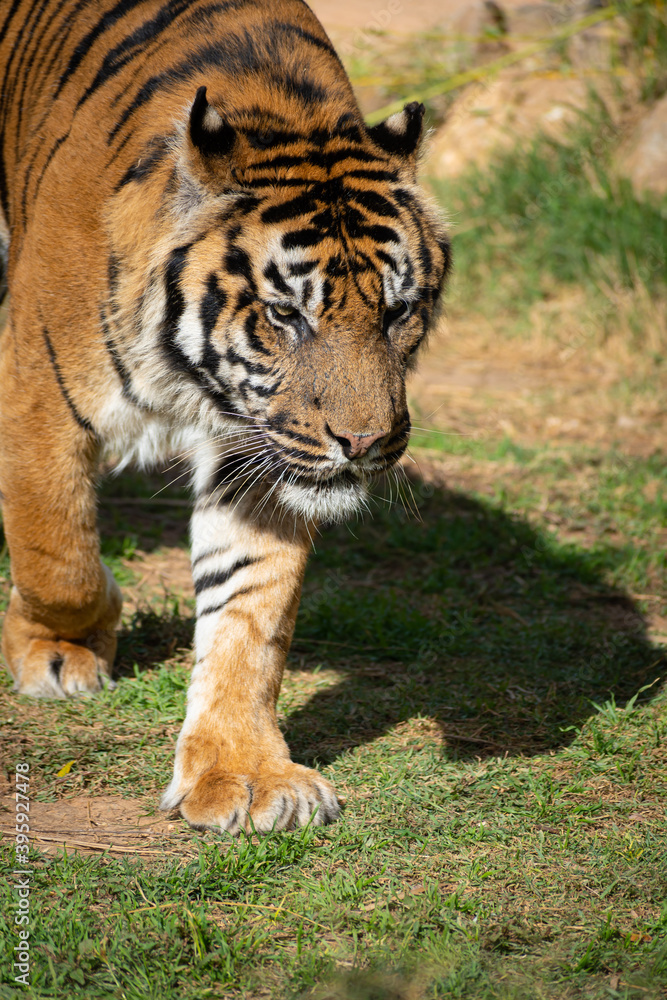 Obraz premium Sumatran tiger (Panthera tigris sumatrae)