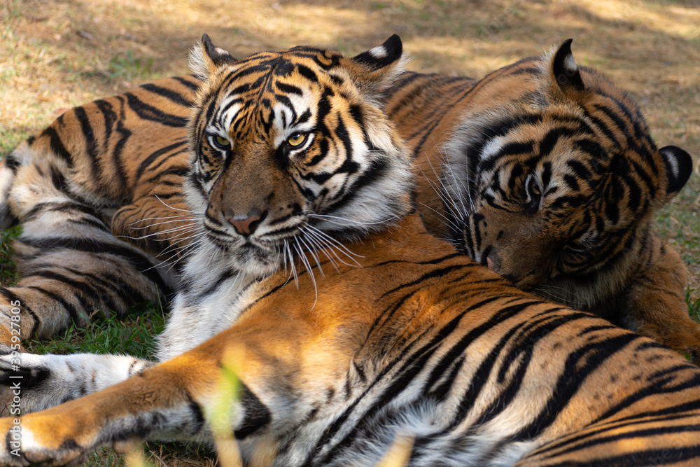 Fototapeta premium Sumatran tigers (Panthera tigris sumatrae)