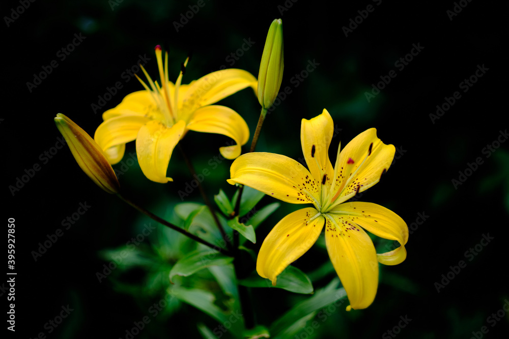 Obraz premium Beautiful blooming yellow lilies on a black background. Selective focus.